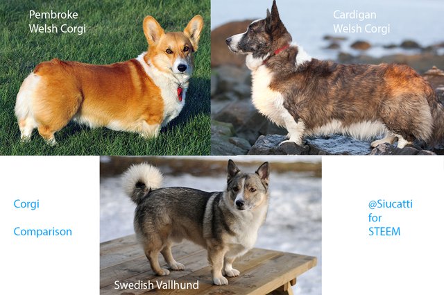 Swedish vallhund and store corgi